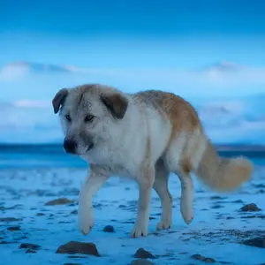 Arctic fox + Dog